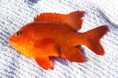 garibaldi fish|Garibaldi .